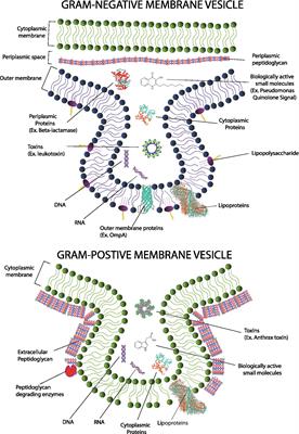 The Role of Bacterial Membrane Vesicles in Human Health and Disease